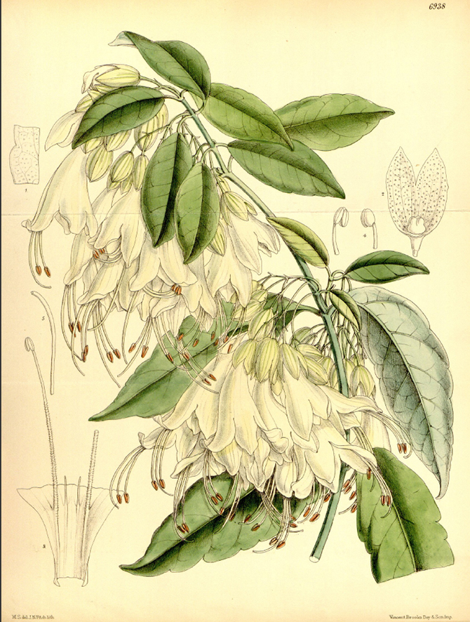 Planche de Oxera pulchella subsp. grandiflora tirée de Hooker, J. D. (1887). Oxera pulchella. Curtis's Botanical Magazine 113: Tab. 6938.